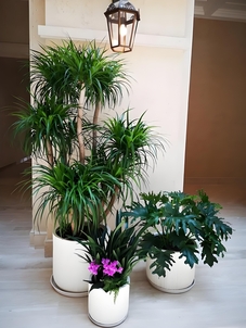 想让宁波前湾办公环境变美？这家绿植租摆公司超厉害！