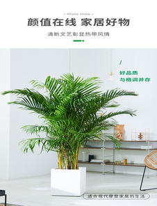 宁波鄞州花卉租赁，价格实惠超划算，速来！